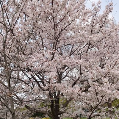 ⛸️羽生結弦選手🥇🥇を全力応援📣ピョン落ち💘2021全日本が初現地✨㊗️北京五輪での4A認定👏㊗️プロ転向🫧
羽生クラスタ空部🌈
Twitter初心者🔰失礼ありましたら申し訳ありません。RT多め。無言ﾌｫﾛｰ失礼します🙇‍♀️