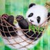 Panda Expz (@pandaexpz) Twitter profile photo Panda Expz (@pandaexpz) Twitter profile photo