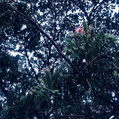 aembermango's profile picture. Curly-haired tita. Science hobbyist. Frustrated oceanographer. Rubber stamp collector. Believer in the miraculous Apple Cider Vinegar. 📚Challenge 15/60