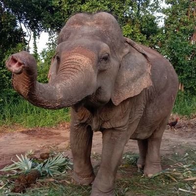 🐘พังคุณยายดาวเรือง เป็นนักร้อง เสียงหวาน เป็นช้างตกงานที่พัทยา ไม่มีเงินเดือน ผลไม้ออนไลน์ตะกร้าละ 50 คะแนน 🍌🍍 0221380975 กสิกร วิศรุต ทรัพย์มาก 0928307673
