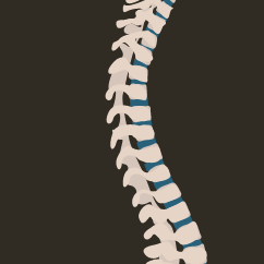 This workshop is designed for researchers and clinicians who are interested in using MRI to study the human spinal cord (Nov 14-16, '23 - Hybrid).