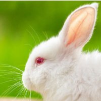 Rabbit Lovely Day (@rabbitlovelyday) 's Twitter Profile