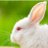 rabbitlovelyday's profile image