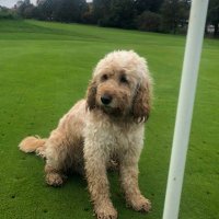 david langheim (@david61mg) 's Twitter Profile