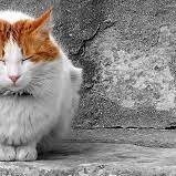 catlover202123's profile picture. cats cats cats. big and small love them ALL