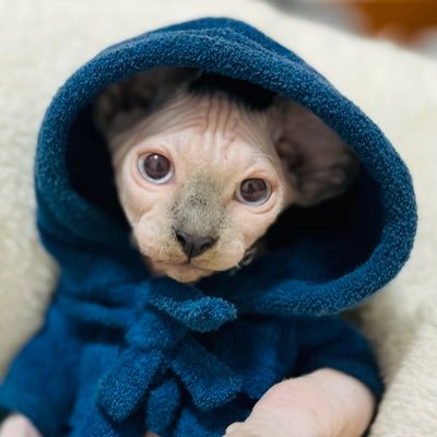 シンガポール在住🇸🇬 スルタン/2021.07.22♂5.5kg /あだ名 チュタボリック🐈アレクサンドラ/2023.02.10♀4kg /あだ名 くしゃ/ママ👩🏼@nennekosg