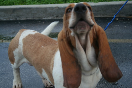 Saving Florida's precious Basset Hounds from coast to coast. Adopters, foster homes and $$$$ are urgently needed