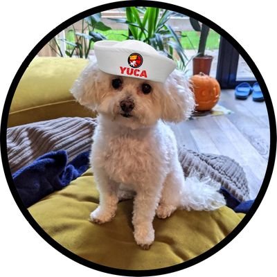 I am a MaltiPoo from Mexico 🇲🇽, living my best life in London 🇬🇧. I am 12 years old but hoomans still think that I look like a puppy.