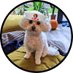 Yuca the Maltipoo (@MaltipooYuca) Twitter profile photo