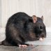 a rat (@arat1234519) Twitter profile photo a rat (@arat1234519) Twitter profile photo