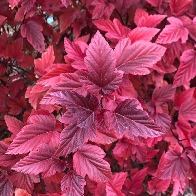 wsquareddesign's profile picture. 