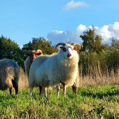 Smallholder & New Entrant Shepherd.

Pedigree #IcelandicSheep 🐏🇮🇸