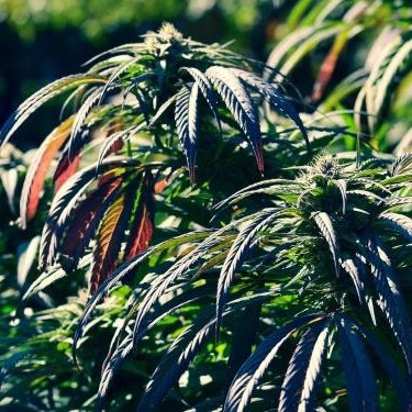 Mr_Meta420's profile picture. 