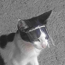 TheCatMilk's profile picture. XDE- ns pues hola -desaparece-