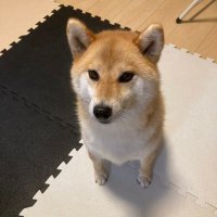けいち (@kd1et) 's Twitter Profile