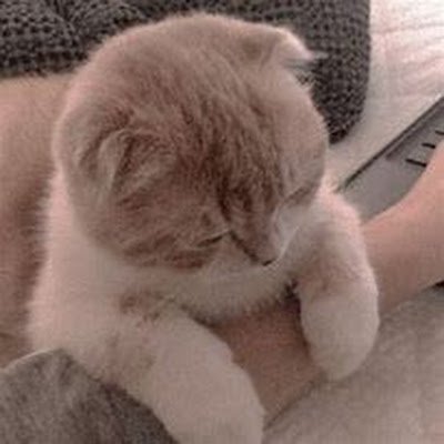 Bunnyykid's profile picture. person