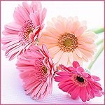 yintrede's profile picture. У стен есть уши. Все остальное – глухая стена.