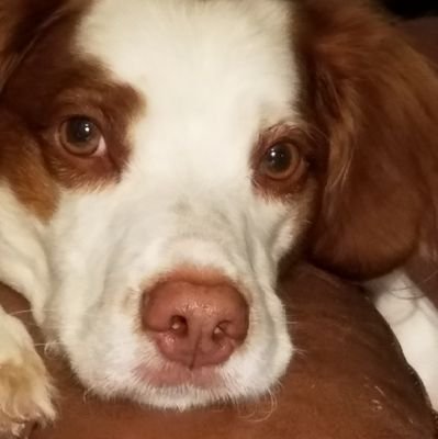 SadyTweats's profile picture. I AM A BRITNY DOG WITH MANY THOTS BUT BAD AT HOOMAN SPELING. OPINYUNS AR MY OWN. YU CAN HAV THEM IF YU GIV ME FUD.