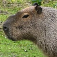 Eliolia|||👺💮🖍 (@elioliaf) 's Twitter Profile