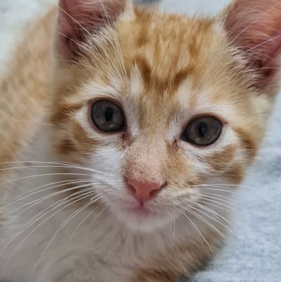 natevima's profile picture. 