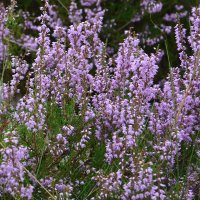 Heide Blume 🇩🇪🎗️🇮🇱 (@heideblume) 's Twitter Profile Photo Heide Blume 🇩🇪🎗️🇮🇱 (@heideblume) 's Twitter Profile Photo