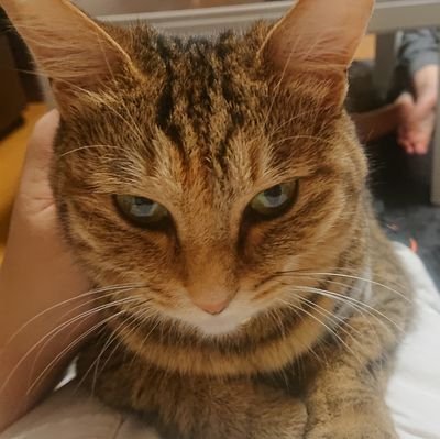 nin_dbms's profile picture. ねことサッカーと馬とダビマス
ダビフレID 8138101832