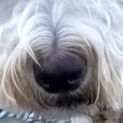 CoffeePuppy Profile