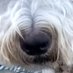 CoffeePuppy (@dreyerhope) Twitter profile photo CoffeePuppy (@dreyerhope) Twitter profile photo