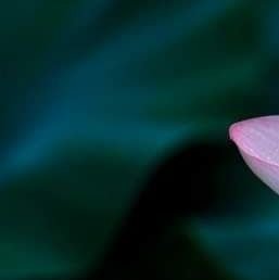 abclevinh's profile picture. 