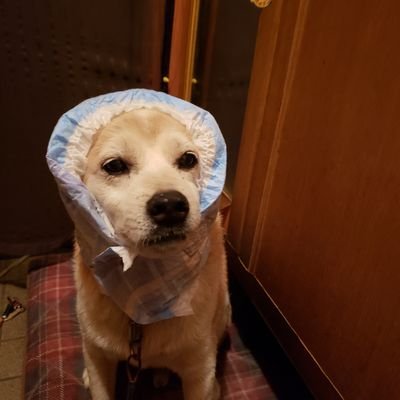 1hVEvKOgABJVcaB's profile picture. こんにちは、写真の子は、キバです。16歳になる愛犬です。後猫が3匹います。マンチカン、キジトラ、三毛猫。3匹さんようで面白いです。
好きな事は、マンガ特に怪獣8号にはまっています。運動は、今はしていないけど学生の時に剣道をしていました。バイクすき、よろしくです。