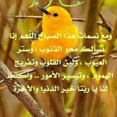 alainfalcon's profile picture. 