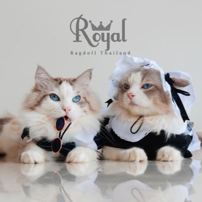 ฟาร์มแมวแร็กดอลล์ เอารูปแมวในบ้านไปทำมีมได้ตามชอบฮะ #RoyalragdollThailand 
𝟭2𝗖𝗮𝘁𝘀🐈 •7 Ragdolls •3 British Shorthair •2 Scottish
𝗂𝗇𝗌𝗍𝖺:https://t.co/ekkJNfjv1k