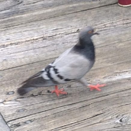 pigeon boi 🌠さんのプロフィール画像