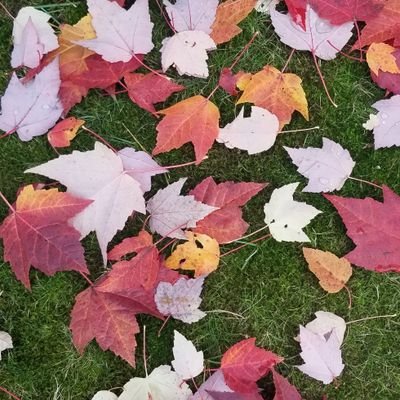 atSaminium's profile picture. Dad, Engineer RT != Endorsement