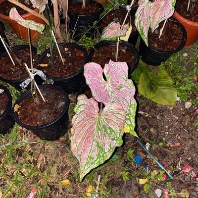 BBB32842275's profile picture. 