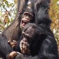 SAGAは、研究・保全・福祉を通じて、大型類人猿(チンパンジー、ボノボ、ゴリラ、オランウータン)を支援する非営利団体です。大型類人猿を中心に様々な動物の野生での保護保全や、飼育個体の福祉とQOL向上を目指す人々の交流・議論の場として活動しています。
