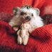 Happy Hedgehog (@traceyadawson) Twitter profile photo Happy Hedgehog (@traceyadawson) Twitter profile photo