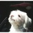 akipink72's profile image