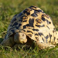 ちゃもさん🐢 (@tortoisechamo3) 's Twitter Profile