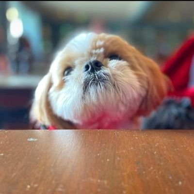 🌈 Bricktop da tzu ❤️Hiro❤️さんのプロフィール画像