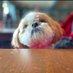 🌈 Bricktop da tzu ❤️Hiro❤️ (@icklebrickle) Twitter profile photo 🌈 Bricktop da tzu ❤️Hiro❤️ (@icklebrickle) Twitter profile photo