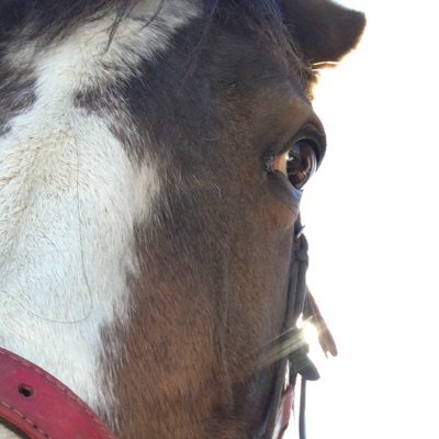 RayCharles_Coms's profile picture. Comms student, wine drinker, vegan