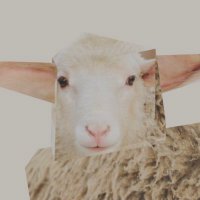 ハイセンスなラグなら“羊”がかわいい「MAISON STRAYSHEEP」を