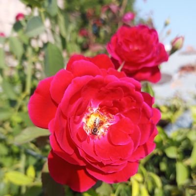 ShreeRK5's profile picture. Jai shree krishna Radhe ji