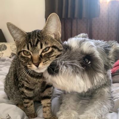 ruru_aru_0628's profile picture. ～　2021.06.28生まれキジトラ　るる　～　
2021年10月30日にるる(愛猫)がFIPと診断されました。非承認薬での治療を決断。

✨クラファン達成できました✨助けて下さった方ありがとうございます🙇‍♂️

嫁👩　https://t.co/62MXB8N2PV