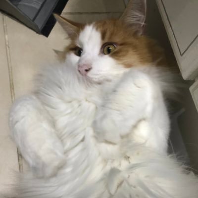 aayan0619's profile picture. 🇬🇧