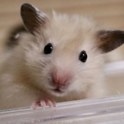 🐹ふくまる🐹らん🐹 わた🐹とろ🐹とわ🐹ロン🐹ライ🐹えん🐹ちょびまる🐹ぴの10匹のハムスター達との日常をまったりツイートします♪無言フォロー、コメント、RTも大歓迎です♡最近フォロバはほとんどしていません💦情報交換アカもよろしくね♪ @cORCaHrcdYYn5mC