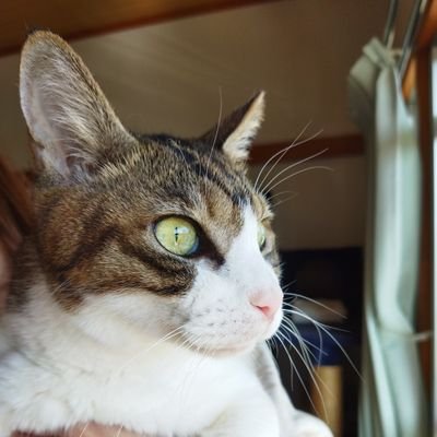 kayoko730's profile picture. 