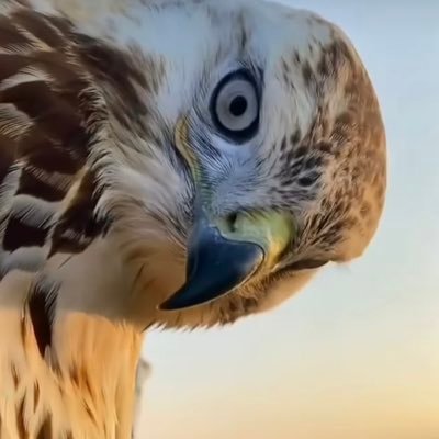 Aha7282's profile picture. ان الله معنا