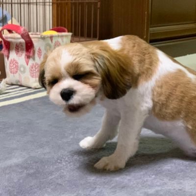 愛犬のマルです。 シーズーとキャバリアのミックス女の子です。 よろしくお願いします。 愛犬マルとの写真や動画を投稿しますので良かったらいいね、リツイート、フォローよろしくお願いします。YouTubeとTikTokにも投稿してるので良かったら見に行って下さい! マルは2020年1月22生まれです
